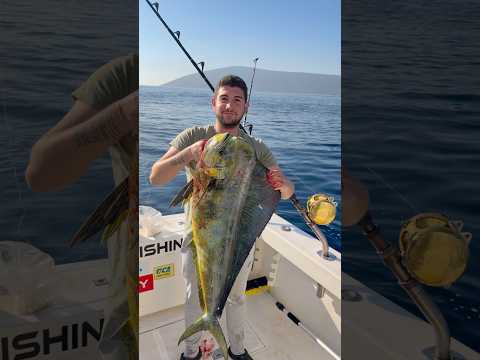 Dev lambuka avim #fishing #balık