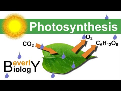 Photosynthesis (in detail)