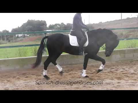 Baroque andalusian stallion