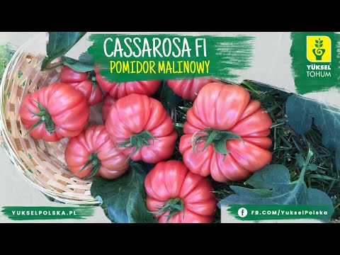 Cassarosa F1 (pomidor malinowy) - zobacz jak wygląda uprawa w ogrzewanym tunelu!