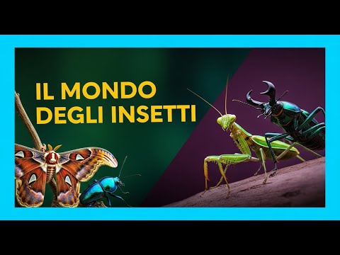 The World of Insects - Educational Video for Kids in Italian