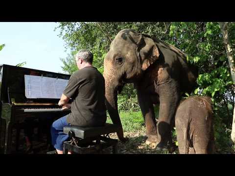 "Piano for Mother and Baby Elephant" Vlog #3