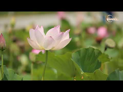 Mẹ đi thật xa - Lina Nguyễn