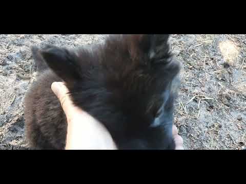 meeting my german shepherd puppy for the first time