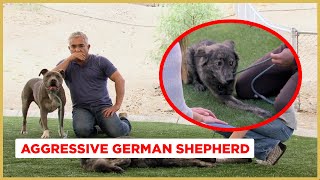 Cesar! My dog won't walk on the leash! (Aggressive Australian Shepherd!)