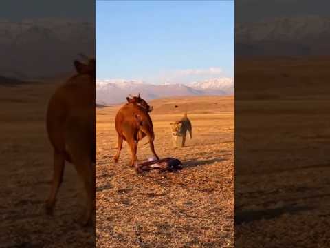 Cow Birth Moment | Tiger Attacks Newborn Calf