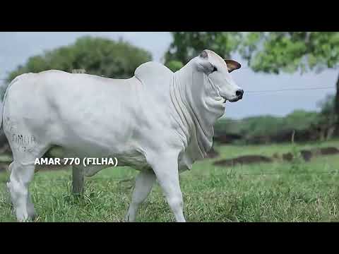 CANETA FIV PONTAL VR