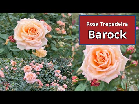 Rosa Trepadeira Barock - Flores grandes e Perfumadas para seu jardim 🌹