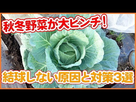 園芸 結球キャベツ、結球キャベツ