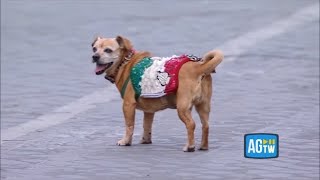 Briciola, la mascotte dei carabinieri a cavallo, sfila su via dei Fori Imperiali: è la sua ultima...