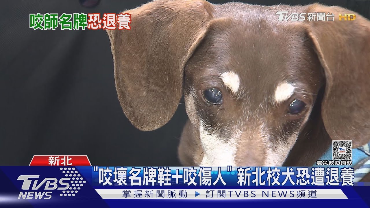 「咬壞名牌鞋+咬傷人」 新北校犬恐遭退養