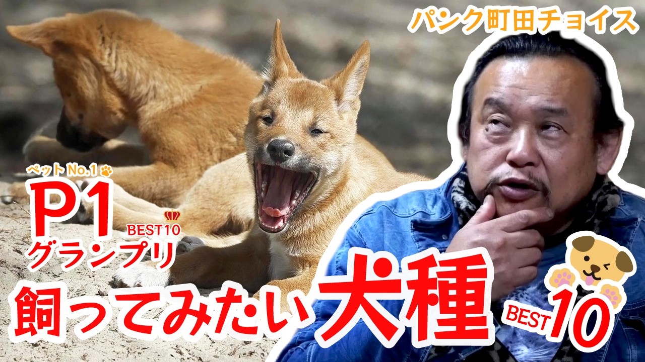 【ベスト10】飼ってみたい犬種【P1グランプリ】