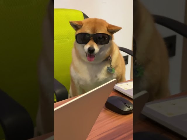 Shiba Inu welpen kaufen