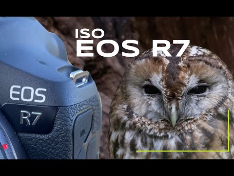 Rauschen der EOS R7 I Welchen ISO kannst du noch nutzen?