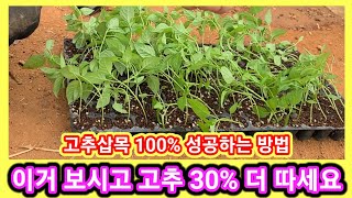 이거 보시고 고추 30% 더 따세요~고추삽목 100%성공하는 방법... 고추파종 시기,방법,고추농사잘짓는법,…