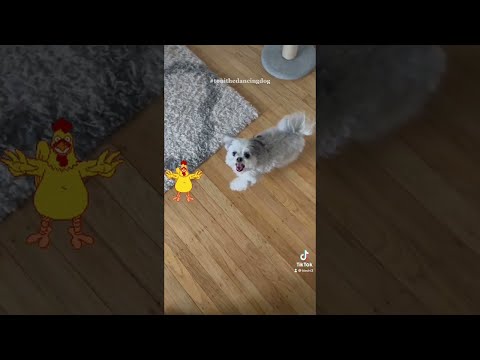 Toni the Dog Doing the Chicken Dance || ViralHog