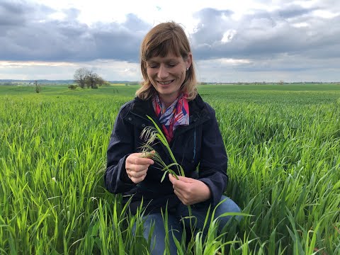 185. Feldexkursion: Bekämpfung von Ungräsern am Feldrand - NU Agrar, 19.05.2021
