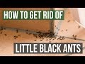How To Get Rid Of Little Black Ants 3 Easy Steps