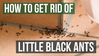 How to Get Rid of Little Black Ants (3 Easy Steps)