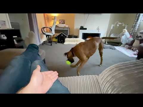 EVIL BOXER DOG RIPS APART FLUFFY ANIMAL