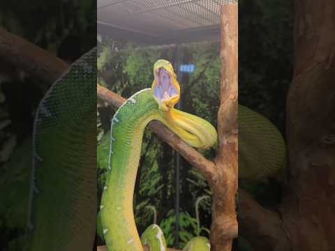 ا🐍😱 3 ثعابين مرعبة تعتمد على الخداع