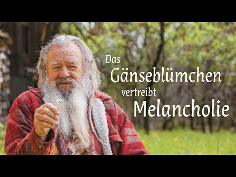Das Gänseblümchen vertreibt Melancholie