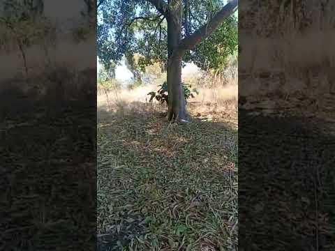 tenemos yuca de venta el refugio Ahuachapán el salvador