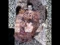 Rick Astley Stop breaking your heart 