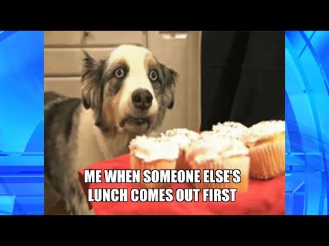 Thank GIF It's Friday: Life in a Nutshell