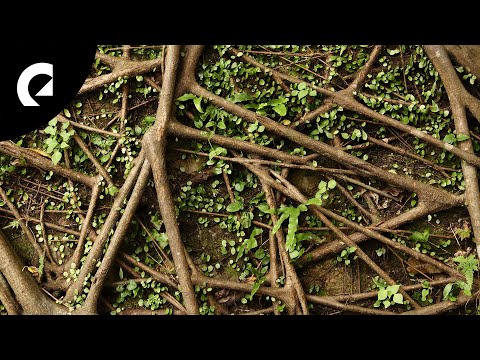 Arden Forest - Retrace