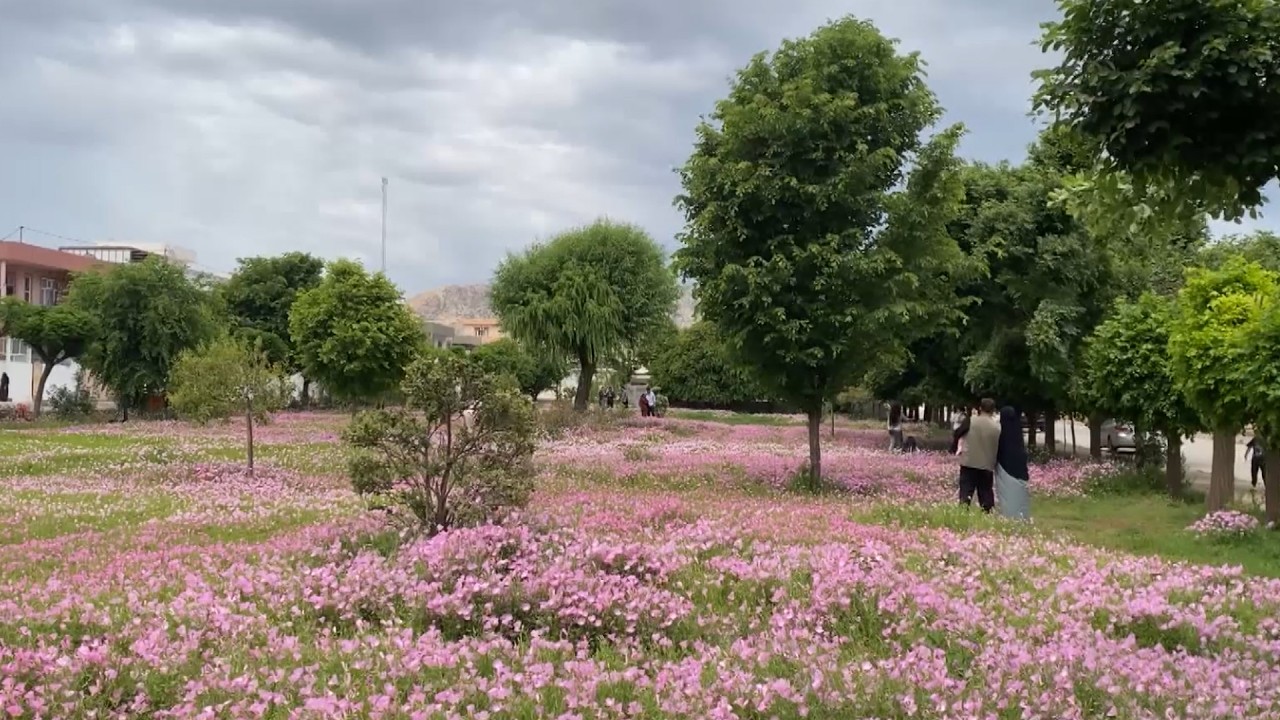 ڤیدیۆ | باخچەیەكی رانیە  وەك تابلۆیەكی سروشتیی دڵڕفێن خۆی نیشان دەدات