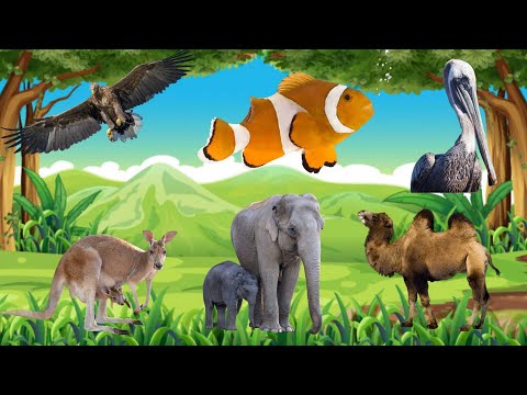 Bustling animal world sounds around us: Vulture, Camel, Pelican, Elephant, Kangaroo, Fish
