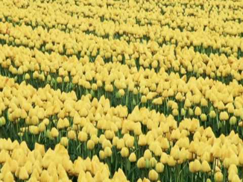 Orchestra de mandoline