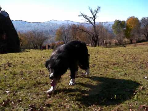 Nebunii din Frasinet