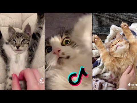TIKTOK CAT TREND: STRETCH THEIR ARMS OUT | CAT STRETCH
