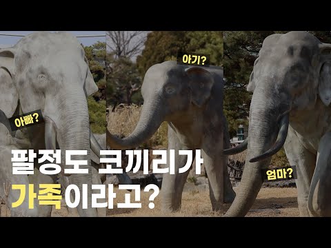 팔정도 코끼리 세 마리는 가족일까?