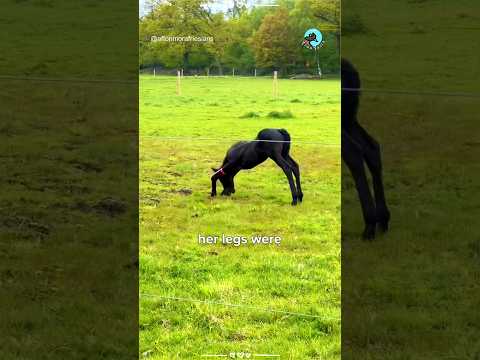 Tiny Foal Born With Twisted Legs Couldn't Stand – Now She Runs With The Herd