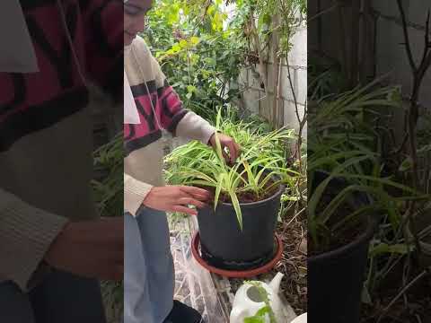 Organize a sensory garden/Greening for well being Project/Nisreen Alswaiti/Jordan