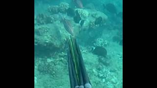 Missed this fat Kumu #hawaii #gopro #spearfishing #hawaiispearfishing