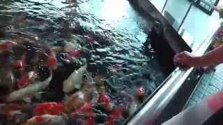 preview picture of video 'Koi in koi museum Ojiya, Japan'