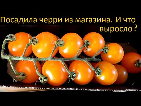 А что вырастет, если черри из магазина посадить? Смотрите)