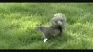 Fratellis - Got ma nuts from a hippie (Memphis)