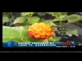Flower Miracle Bloom When Hear The Azan CNN Kegalle Muslim