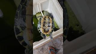 Download lagu Kura kura brazil gua mat* #shorts mp3 Download lagu Kura kura brazil gua mat* #shorts mp3