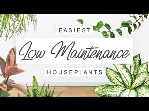 Easy Care, Low Maintenance Houseplants 🌿 EASIEST Unkillable Indoor Plants For Beginners! 🌱