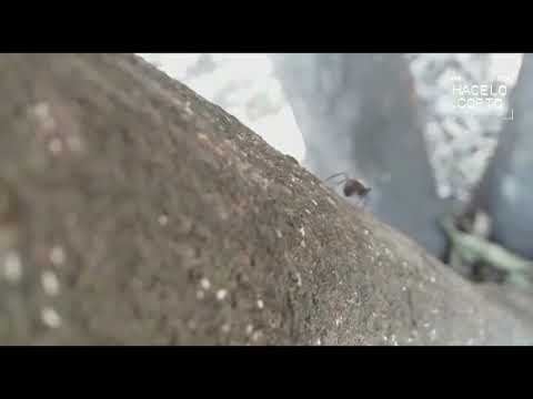 HUELLAS 2020 ML- “Hormigas”. Secundaria El Chañar. Burruyacú. Tucumán