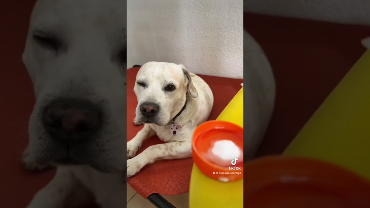 Pasta dental casera para perros y mejorar su aliento