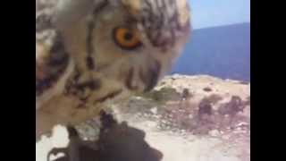 A trained barn owl - very cute clever bird ( Malta 2014)