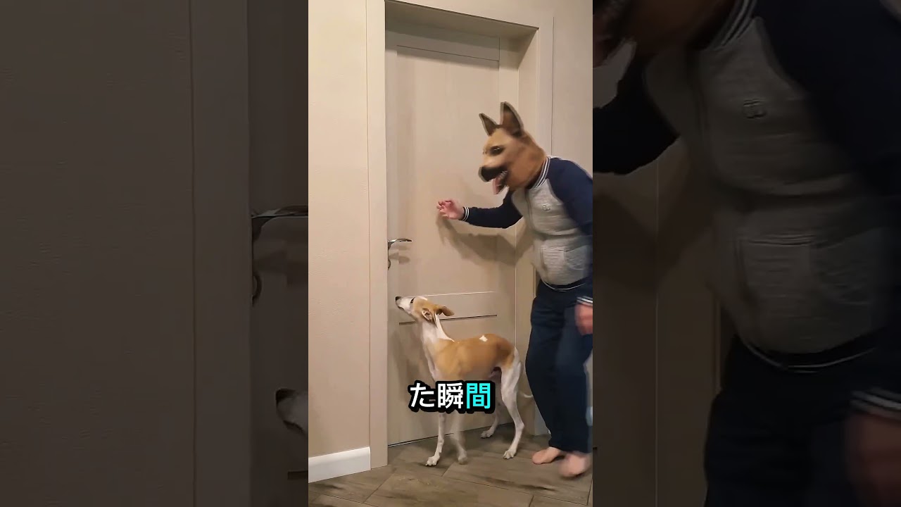 愛犬ドッキリで大パニック #Shorts