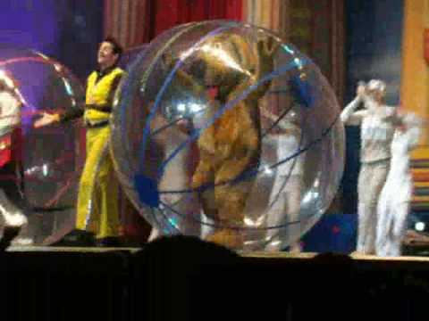 WIGGLES SHIMMY SHIMMY SHAKE TORONTO 2009